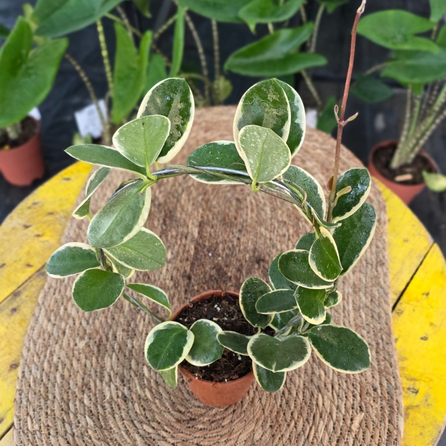Canlı Alacalı Mum Çiçeği (Hoya Carnosa Variegata) - Çember Destekli Özel Tür - görsel 3
