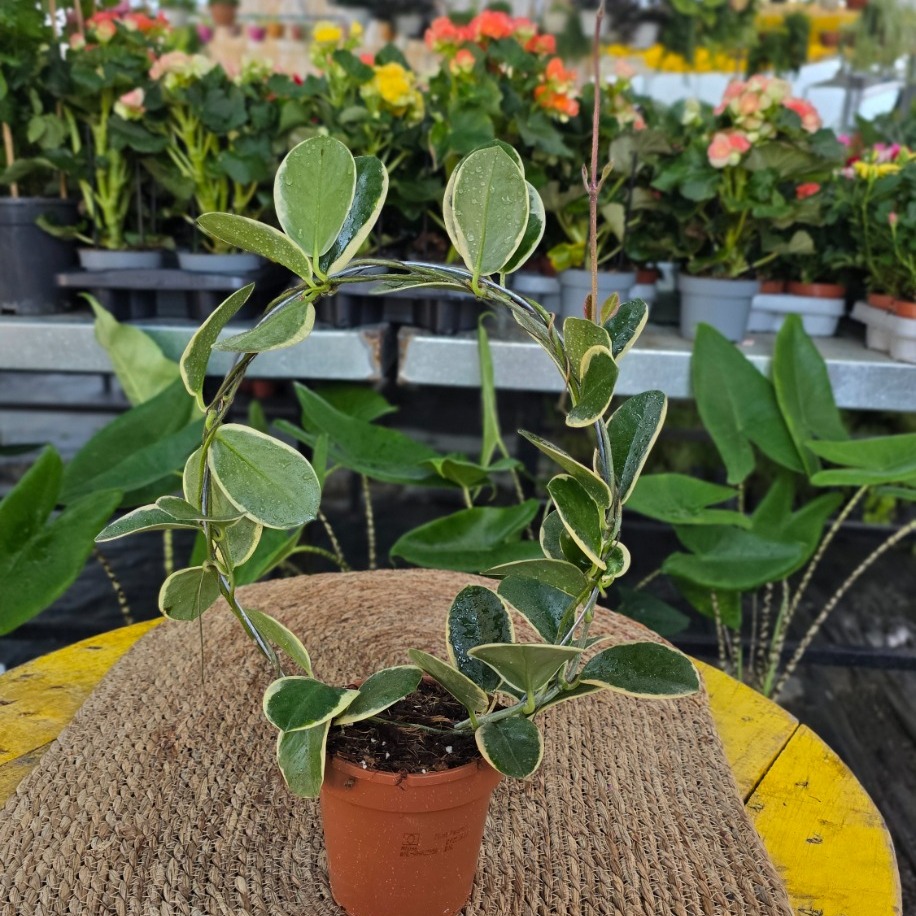Canlı Alacalı Mum Çiçeği (Hoya Carnosa Variegata) - Çember Destekli Özel Tür - görsel 5