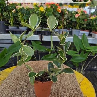 Canlı Alacalı Mum Çiçeği (Hoya Carnosa Variegata) - Çember Destekli Özel Tür - görsel 6