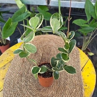 Canlı Alacalı Mum Çiçeği (Hoya Carnosa Variegata) - Çember Destekli Özel Tür - görsel 7