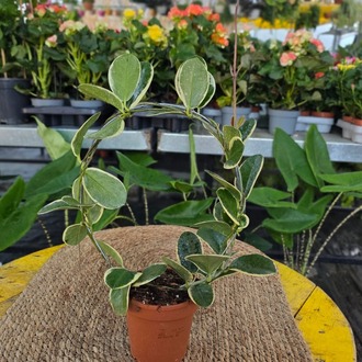 Canlı Alacalı Mum Çiçeği (Hoya Carnosa Variegata) - Çember Destekli Özel Tür - görsel 9