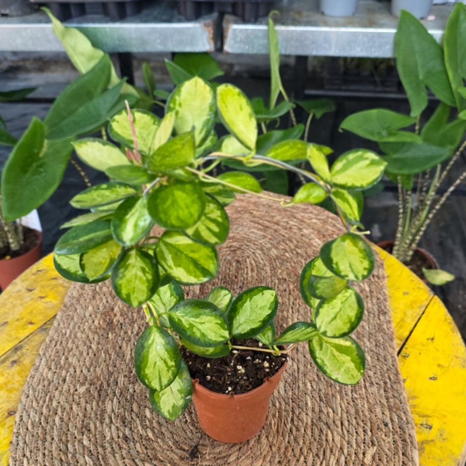 Alacalı Mum Çiçeği (Hoya Carnosa 'Krimson Princess') - Çember Destekli Özel Tür - görsel 2