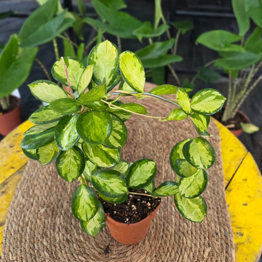 Alacalı Mum Çiçeği (Hoya Carnosa 'Krimson Princess') - Çember Destekli Özel Tür - görsel 3