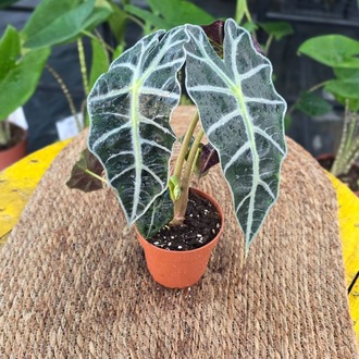 Canlı Alocasia Polly (Fil Kulağı / Rezak Çiçeği) - Egzotik İç Mekan Bitkisi - görsel 5