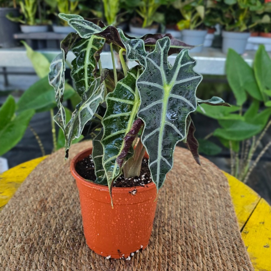 Canlı Büyük Boy Alocasia Polly (Fil Kulağı) - Dolgun Form Egzotik Salon Bitkisi - görsel 2