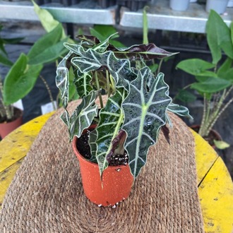 Canlı Büyük Boy Alocasia Polly (Fil Kulağı) - Dolgun Form Egzotik Salon Bitkisi - görsel 5