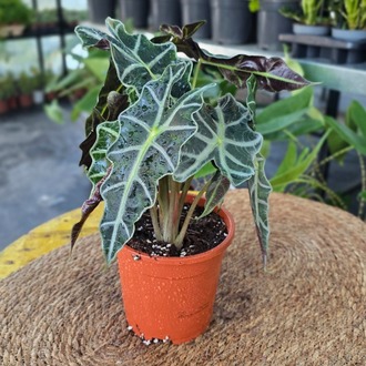 Canlı Büyük Boy Alocasia Polly (Fil Kulağı) - Dolgun Form Egzotik Salon Bitkisi - görsel 7