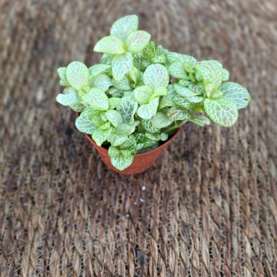 Canlı İthal Beyaz Fitonya / Hostes Çiçeği (Fittonia Albivenis) - İnce Damarlı - görsel 2