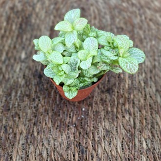 Canlı İthal Beyaz Fitonya / Hostes Çiçeği (Fittonia Albivenis) - İnce Damarlı - görsel 5