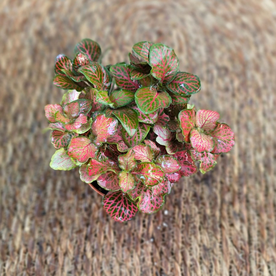 Canlı İthal Pembe Fitonya / Hostes Çiçeği (Fittonia) - Pembe Damarlı - görsel 3