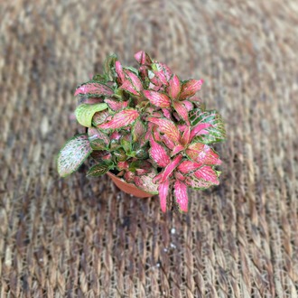 Canlı İthal Pembe Fitonya / Hostes Çiçeği (Fittonia) - Pembe Damarlı - görsel 4