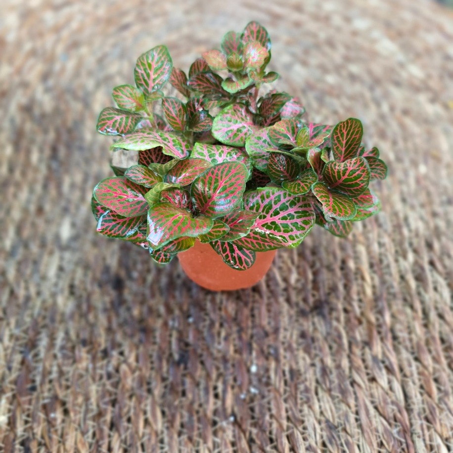 Canlı İthal Koyu Pembe / Bordo Damarlı Fitonya / Hostes Çiçeği (Fittonia) - görsel 3
