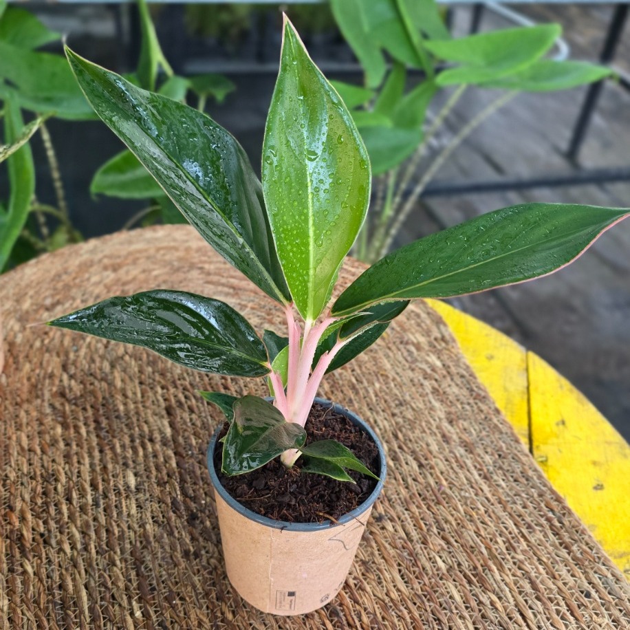 Canlı İthal Aglaonema Pink Princess (Pembe Saplı Çin Herdemyeşili) - görsel 2