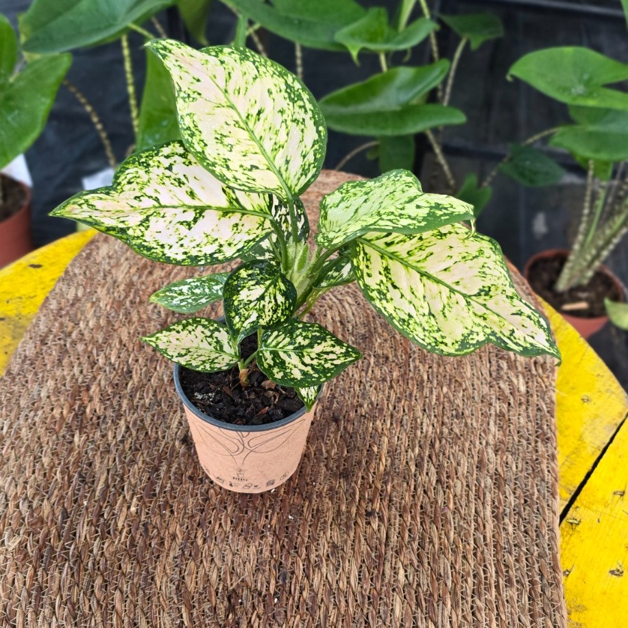 Canlı İthal Aglaonema White Joy / Super White (Beyaz Alacalı Çin Herdemyeşili) - görsel 2