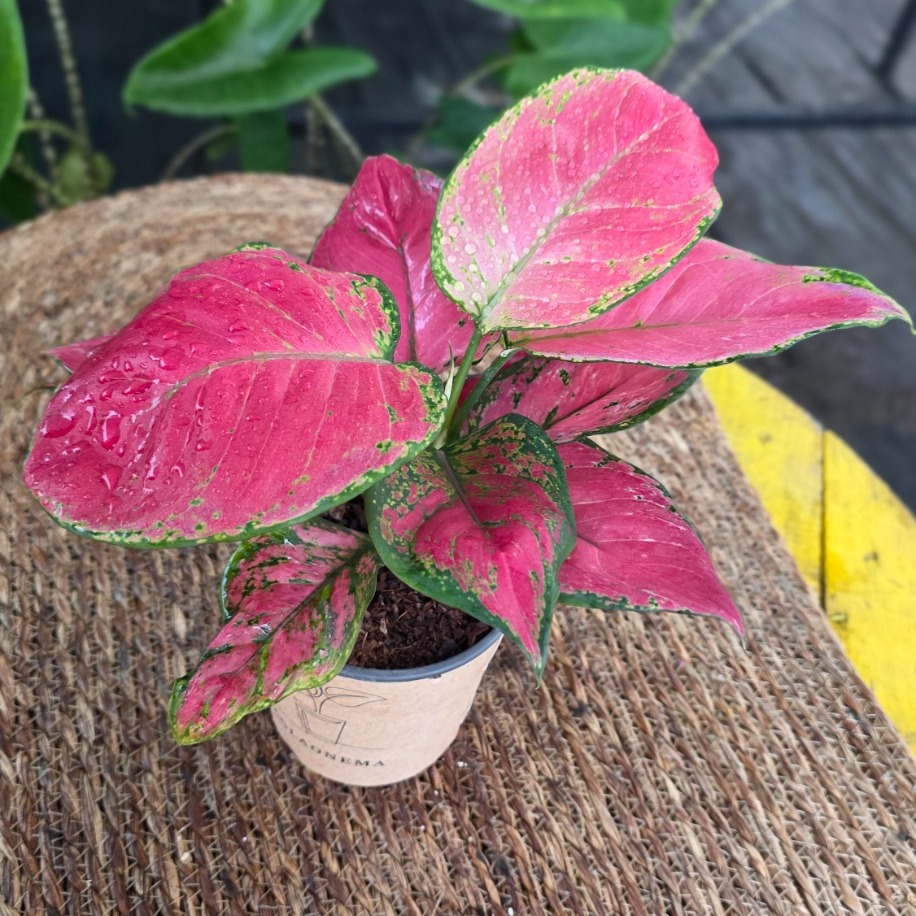 Canlı İthal Aglaonema Red Anjamani / Pink Star (Kırmızı-Pembe Çin Herdemyeşili) - - görsel 2