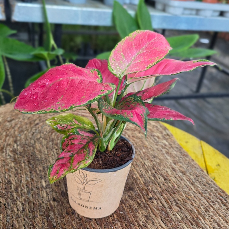 Canlı İthal Aglaonema Red Anjamani / Pink Star (Kırmızı-Pembe Çin Herdemyeşili) - - görsel 3