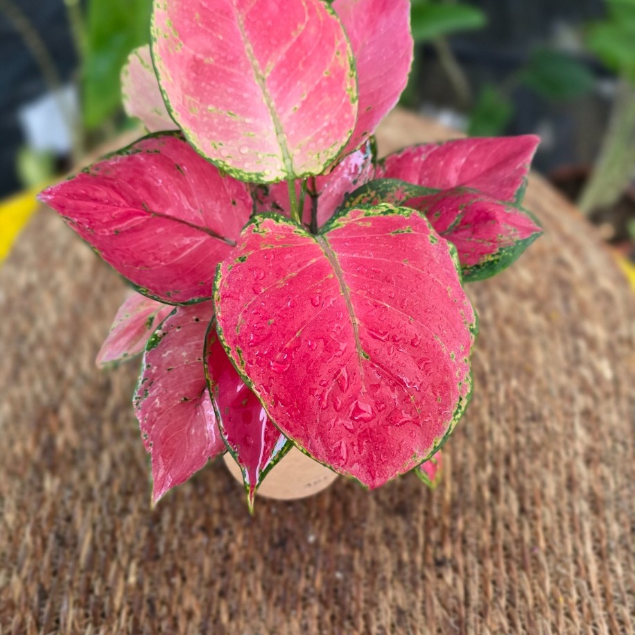 Canlı İthal Aglaonema Red Anjamani / Pink Star (Kırmızı-Pembe Çin Herdemyeşili) - - görsel 4