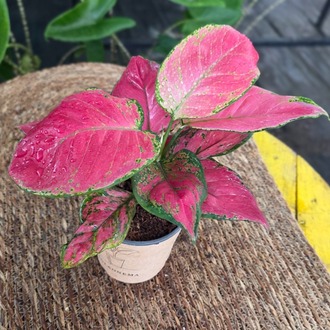 Canlı İthal Aglaonema Red Anjamani / Pink Star (Kırmızı-Pembe Çin Herdemyeşili) - - görsel 5