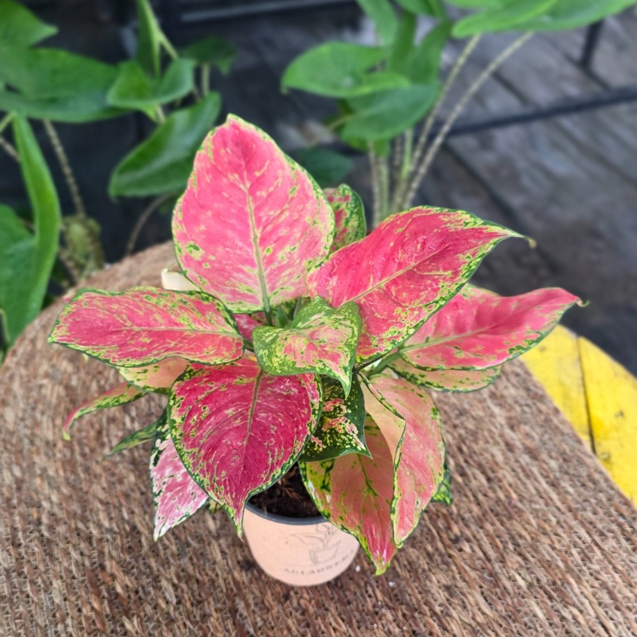 Canlı İthal Aglaonema Lady Valentine / Pink Passion (Alacalı Pembe-Yeşil Çin Herdemyeşili) - görsel 2