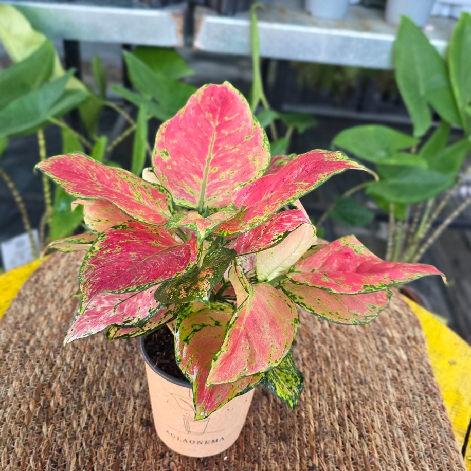 Canlı İthal Aglaonema Lady Valentine / Pink Passion (Alacalı Pembe-Yeşil Çin Herdemyeşili) - görsel 5