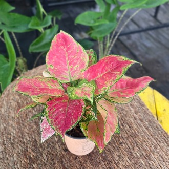 Canlı İthal Aglaonema Lady Valentine / Pink Passion (Alacalı Pembe-Yeşil Çin Herdemyeşili) - görsel 7