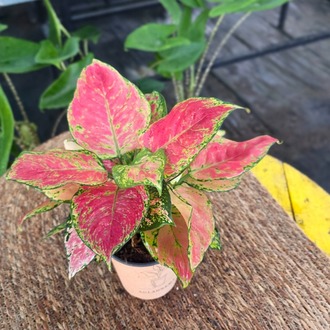 Canlı İthal Aglaonema Lady Valentine / Pink Passion (Alacalı Pembe-Yeşil Çin Herdemyeşili) - görsel 8