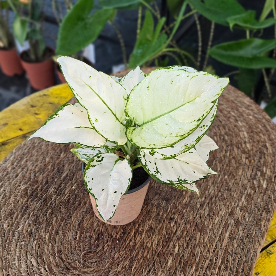 Canlı İthal Aglaonema Super White / White Lance (Bembeyaz Çin Herdemyeşili) - görsel 4