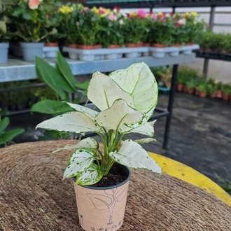 Canlı İthal Aglaonema Super White / White Lance (Bembeyaz Çin Herdemyeşili) - görsel 6