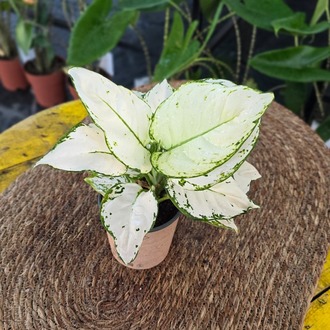 Canlı İthal Aglaonema Super White / White Lance (Bembeyaz Çin Herdemyeşili) - görsel 7