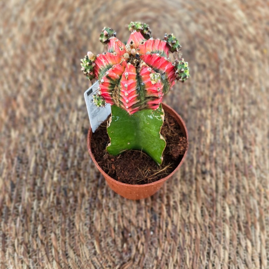Canlı İthal Aşılı Alacalı Kaktüs (Gymnocalycium mihanovichii Variegata) - Özel Tür - görsel 2
