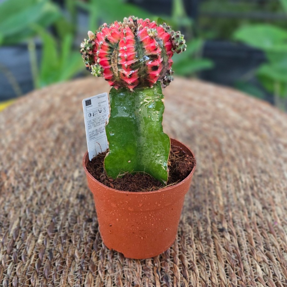 Canlı İthal Aşılı Alacalı Kaktüs (Gymnocalycium mihanovichii Variegata) - Özel Tür - görsel 3
