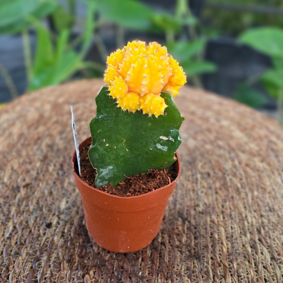 Canlı İthal Aşılı Sarı Kaktüs / Sarı Ay Kaktüsü (Gymnocalycium mihanovichii 'Yellow') - görsel 2