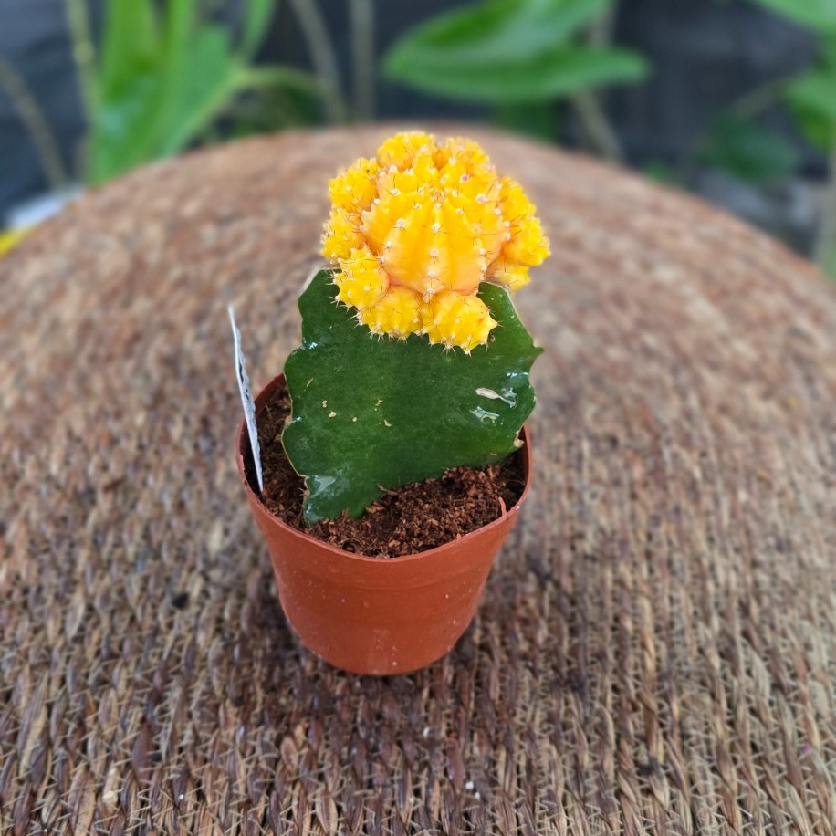Canlı İthal Aşılı Sarı Kaktüs / Sarı Ay Kaktüsü (Gymnocalycium mihanovichii 'Yellow') - görsel 3