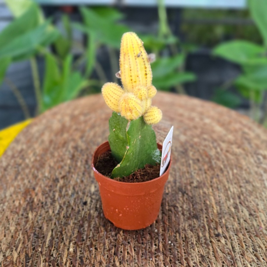 Canlı İthal Aşılı Sarı Sütun Kaktüs (Echinopsis / Chamaecereus Variegata 'Yellow') - görsel 2