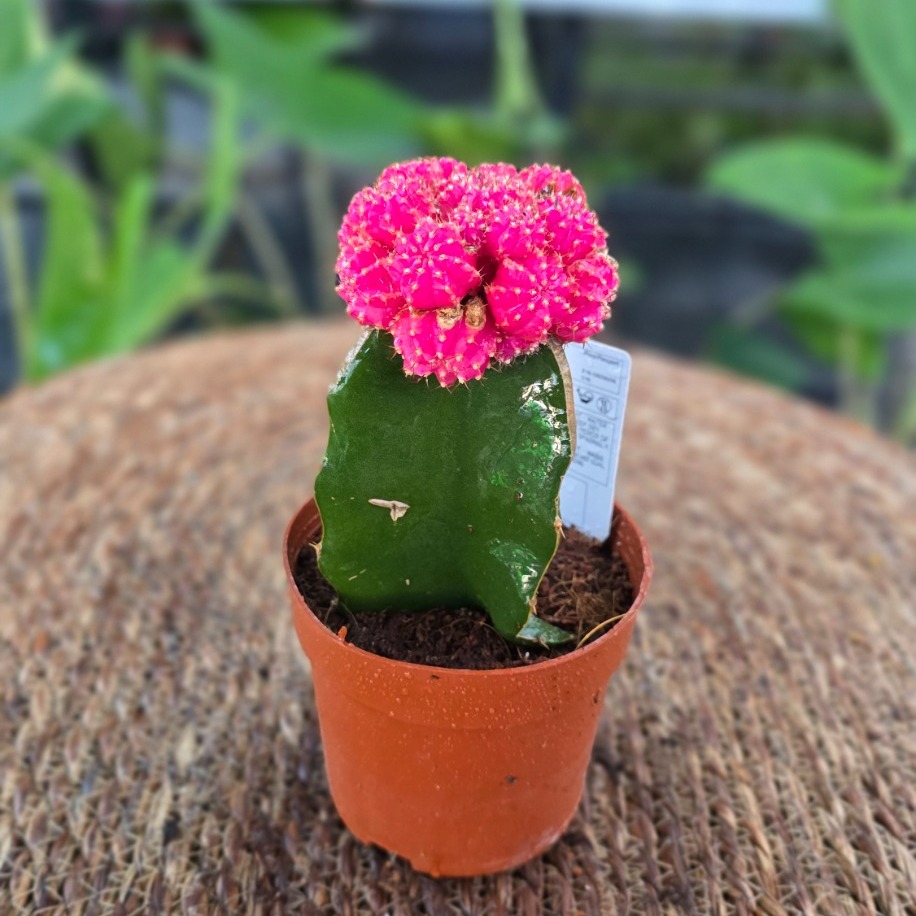 Canlı İthal Aşılı Pembe / Fuşya Kaktüs (Gymnocalycium mihanovichii 'Pink') - görsel 3