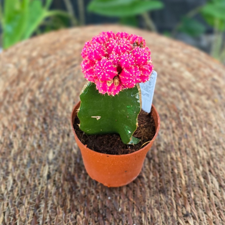 Canlı İthal Aşılı Pembe / Fuşya Kaktüs (Gymnocalycium mihanovichii 'Pink') - görsel 4
