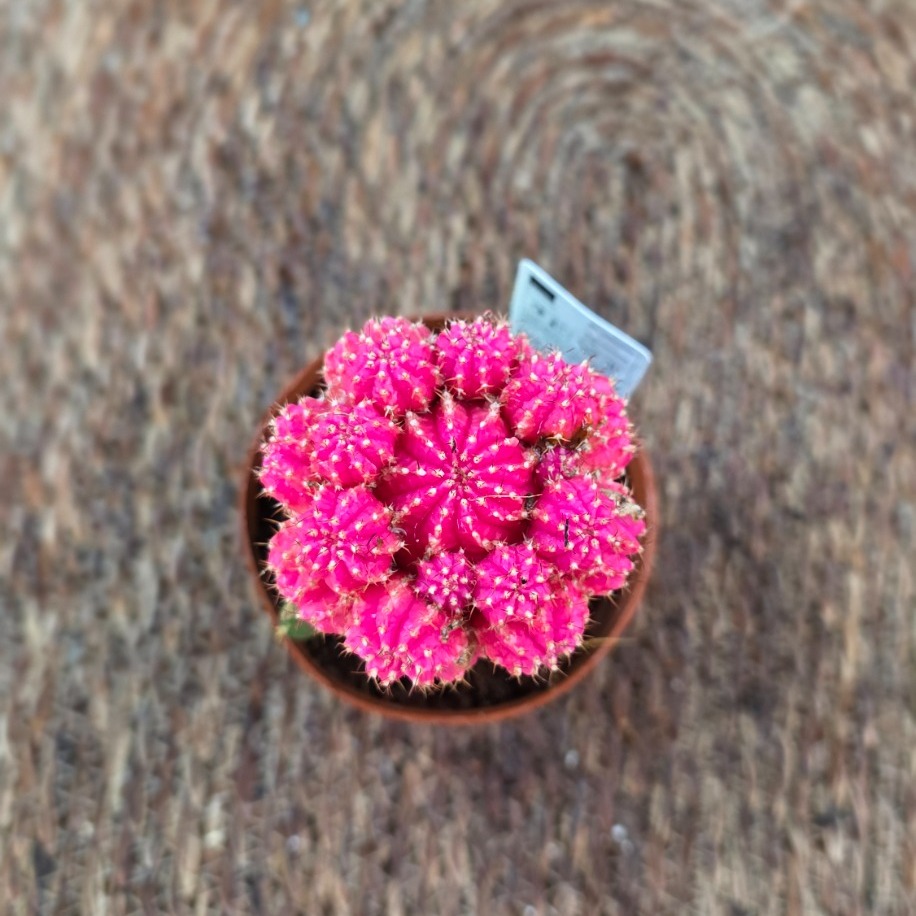Canlı İthal Aşılı Pembe / Fuşya Kaktüs (Gymnocalycium mihanovichii 'Pink') - görsel 5