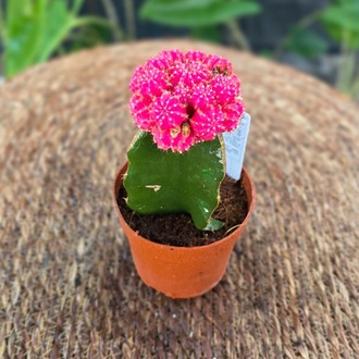 Canlı İthal Aşılı Pembe / Fuşya Kaktüs (Gymnocalycium mihanovichii 'Pink') - görsel 7
