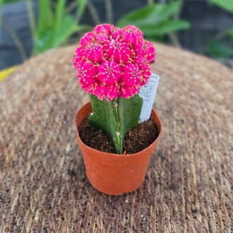 Canlı İthal Aşılı Pembe / Fuşya Kaktüs (Gymnocalycium mihanovichii 'Pink') - görsel 9