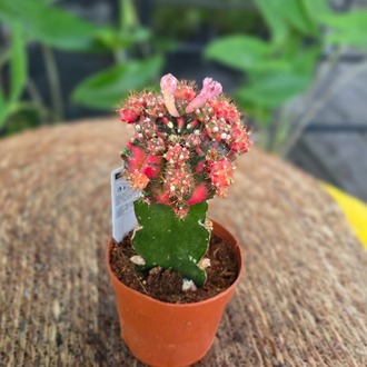 Canlı İthal Aşılı Çiçekli Alacalı Kaktüs (Gymnocalycium mihanovichii Variegata Tomurcuklu) - görsel 6
