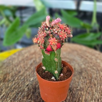Canlı İthal Aşılı Çiçekli Alacalı Kaktüs (Gymnocalycium mihanovichii Variegata Tomurcuklu) - görsel 7