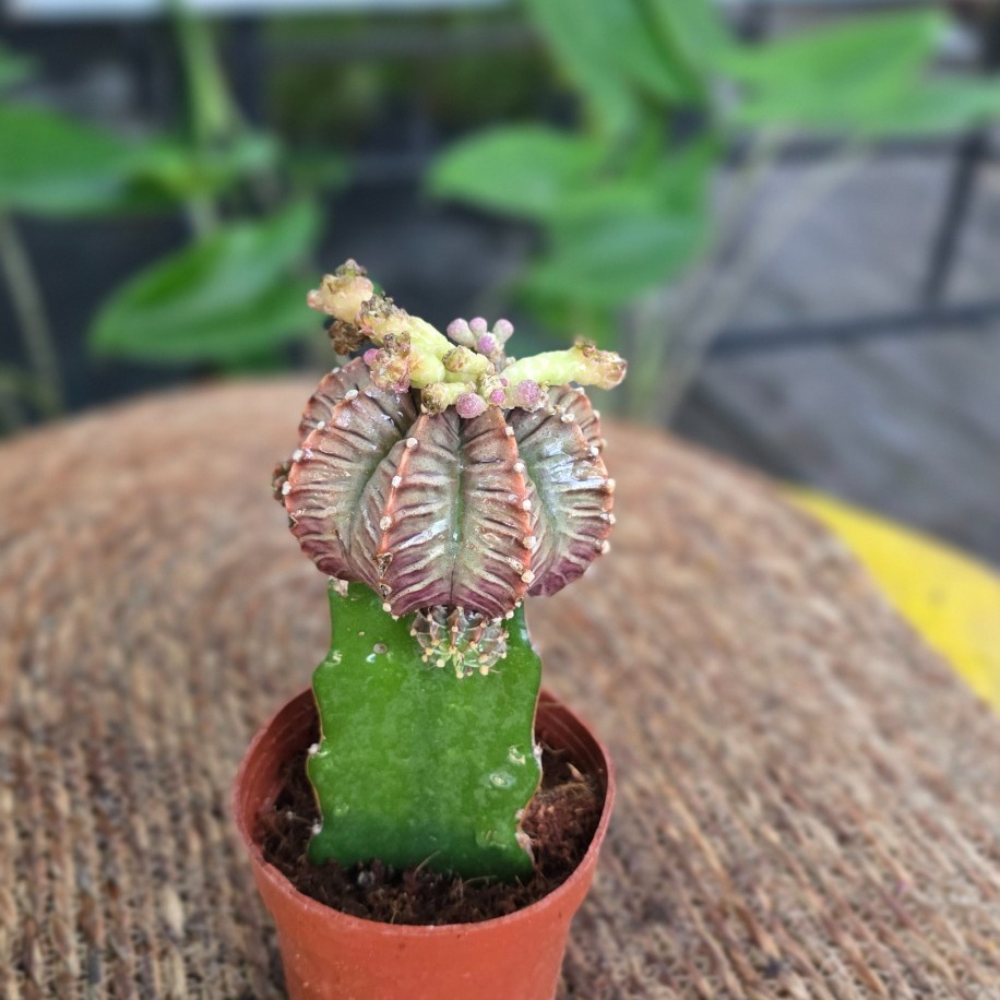 Canlı İthal Aşılı Özel Tür Koyu Desenli Alacalı Kaktüs (Gymnocalycium mihanovichii 'LB2178' - görsel 2