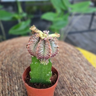 Canlı İthal Aşılı Özel Tür Koyu Desenli Alacalı Kaktüs (Gymnocalycium mihanovichii 'LB2178' - görsel 5