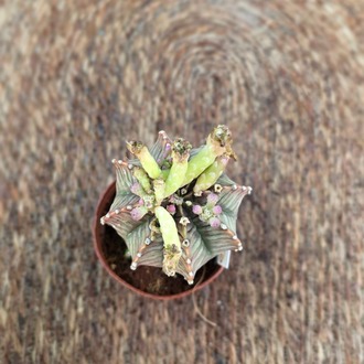 Canlı İthal Aşılı Özel Tür Koyu Desenli Alacalı Kaktüs (Gymnocalycium mihanovichii 'LB2178' - görsel 6