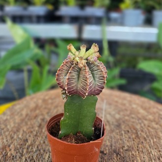 Canlı İthal Aşılı Özel Tür Koyu Desenli Alacalı Kaktüs (Gymnocalycium mihanovichii 'LB2178' - görsel 7