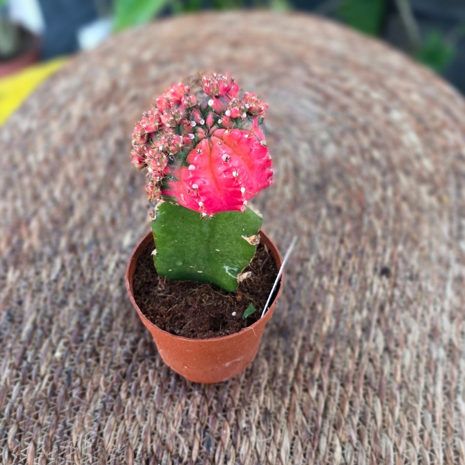 Canlı İthal Aşılı Bol Yavrulu Pembe-Kırmızı Alacalı Kaktüs (Gymnocalycium mihanovichii - görsel 2
