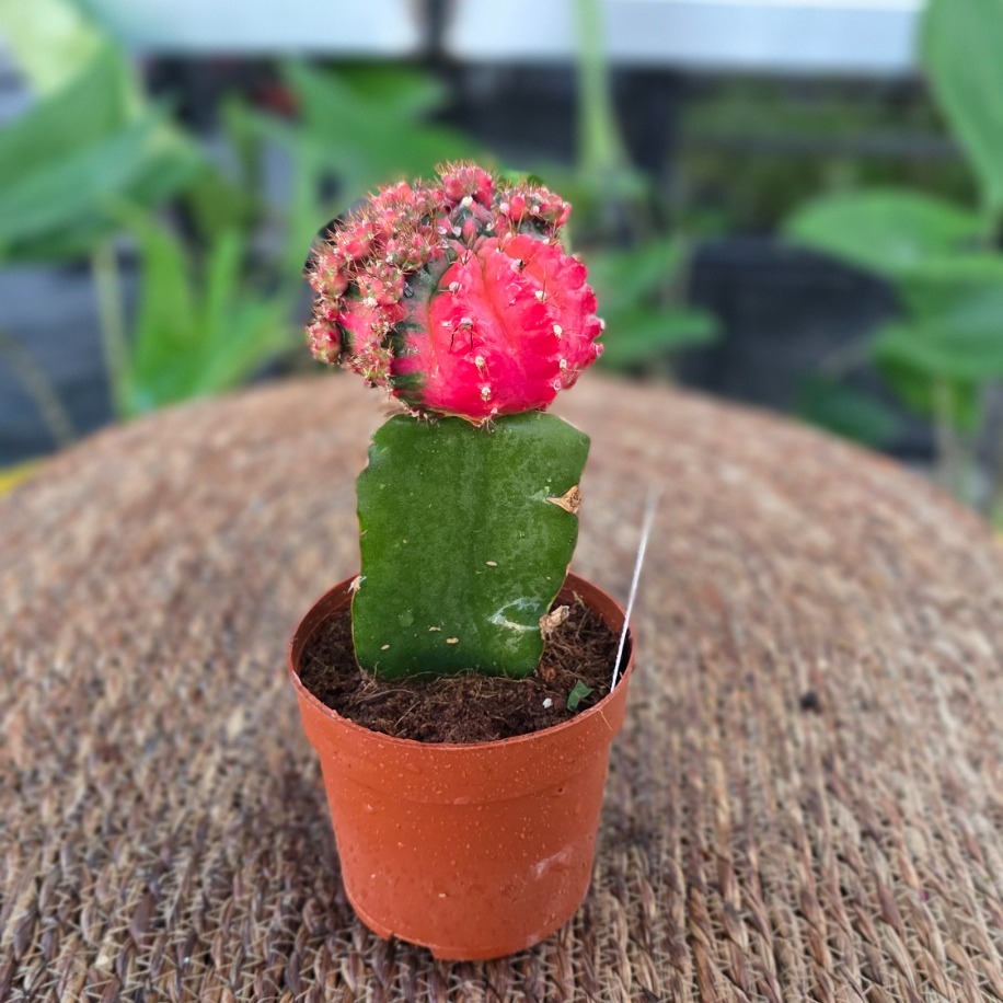 Canlı İthal Aşılı Bol Yavrulu Pembe-Kırmızı Alacalı Kaktüs (Gymnocalycium mihanovichii - görsel 3