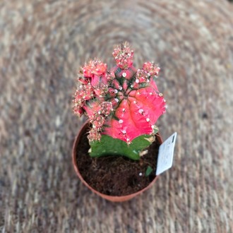 Canlı İthal Aşılı Bol Yavrulu Pembe-Kırmızı Alacalı Kaktüs (Gymnocalycium mihanovichii - görsel 6