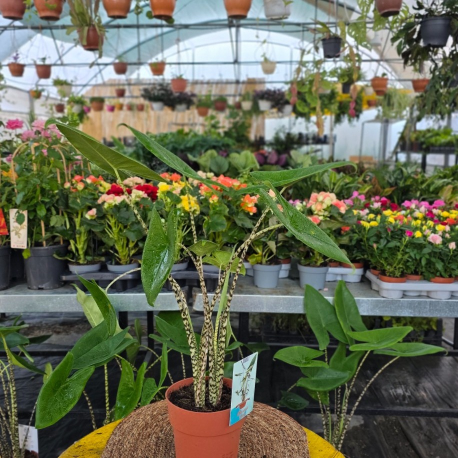 Canlı İthal Alocasia Zebrina (Zebra Gövdeli Fil Kulağı) - Özel Koleksiyon Salon Bitkisi - görsel 2