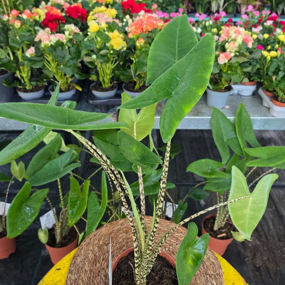 Canlı İthal Alocasia Zebrina (Zebra Gövdeli Fil Kulağı) - Özel Koleksiyon Salon Bitkisi - görsel 3